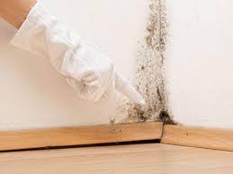 Best Black Mold Removal  in Hernando, FL